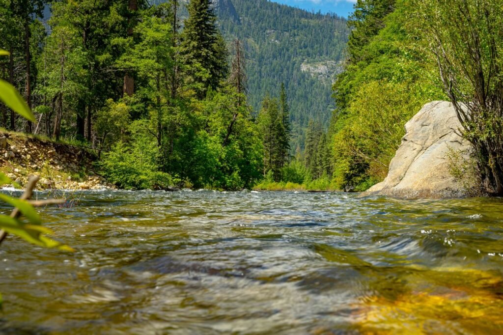 Peaceful river flowing through lush forest in California, offering a serene natural escape.